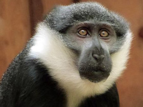 Фото Бородатая мартышка