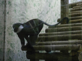 Фото Бородатая мартышка