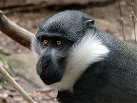 Фото Бородатая мартышка