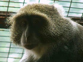 Фото Голубая мартышка