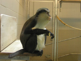 Фото Мартышка-мона