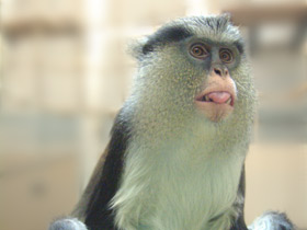 Мартышка-мона