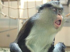 Фото Мартышка-мона