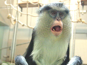 Фото Мартышка-мона