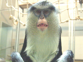 Фото Мартышка-мона