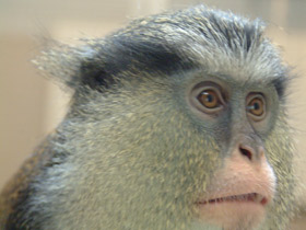 Фото Мартышка-мона