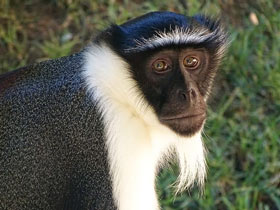 Роловейская мартышка