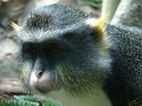 Фото Мартышка Вольфа