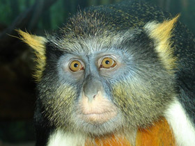 Мартышка Вольфа