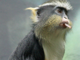 Фото Мартышка Вольфа