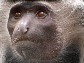 Ангольский колобус