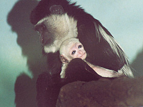 Фото Восточный колобус