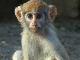 Красная мартышка Красная мартышка