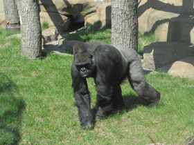 Смотреть фото Западная равнинная горилла Фото Западная равнинная горилла