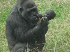 Смотреть фото Западная равнинная горилла Фото Западная равнинная горилла