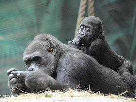 Смотреть фото Западная равнинная горилла Фото Западная равнинная горилла