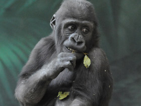 Западная равнинная горилла