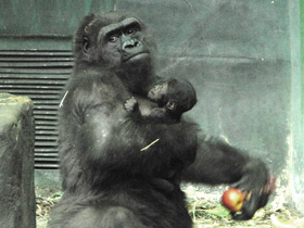 Смотреть фото Западная равнинная горилла Фото Западная равнинная горилла