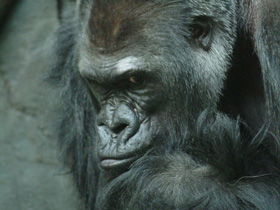 Смотреть фото Западная равнинная горилла Фото Западная равнинная горилла
