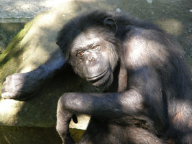 Смотреть фото Шимпанзе Фото Шимпанзе