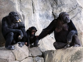 Смотреть фото Шимпанзе Фото Шимпанзе