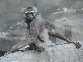 Фото Чернорукий гиббон