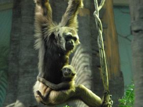 Фото Чернорукий гиббон