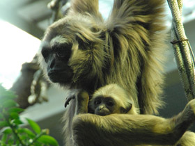 Фото Чья семья самая дружная? Самые верные животные