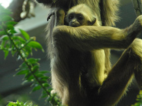 Фото Чернорукий гиббон