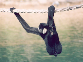 Фото Черный (белощёкий) гиббон