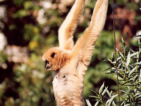 Фото Черный (белощёкий) гиббон