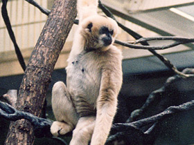Фото Черный (белощёкий) гиббон