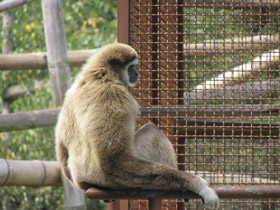 Фото Белорукий гиббон