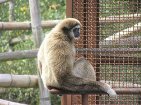 Фото Белорукий гиббон