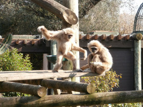 Фото Белорукий гиббон
