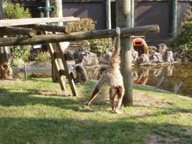 Фото Белорукий гиббон