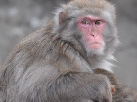 Фото Японский макак