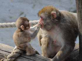Фото Японский макак