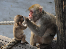 Фото Японский макак