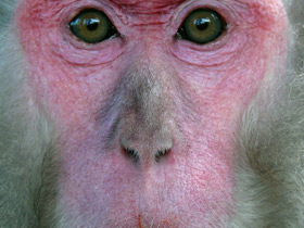 Фото Японский макак