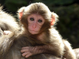 Японский макак