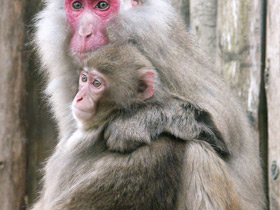 Фото Японский макак