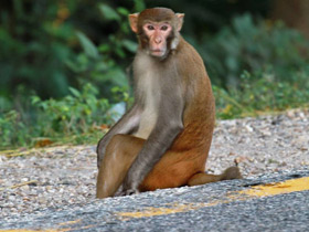 Фото Макак-резус