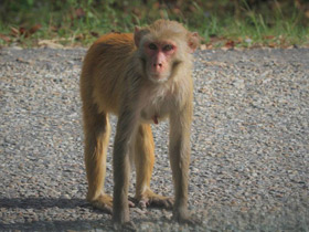 Фото Макак-резус