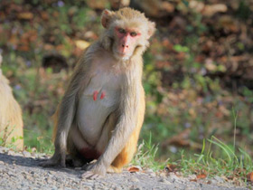 Фото Макак-резус