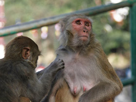 Фото Макак-резус