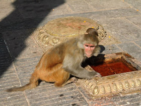 Фото Макак-резус