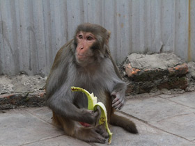 Фото Макак-резус