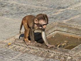 Фото Макак-резус