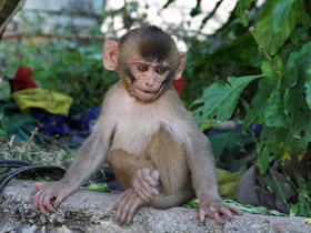 Фото Макак-резус